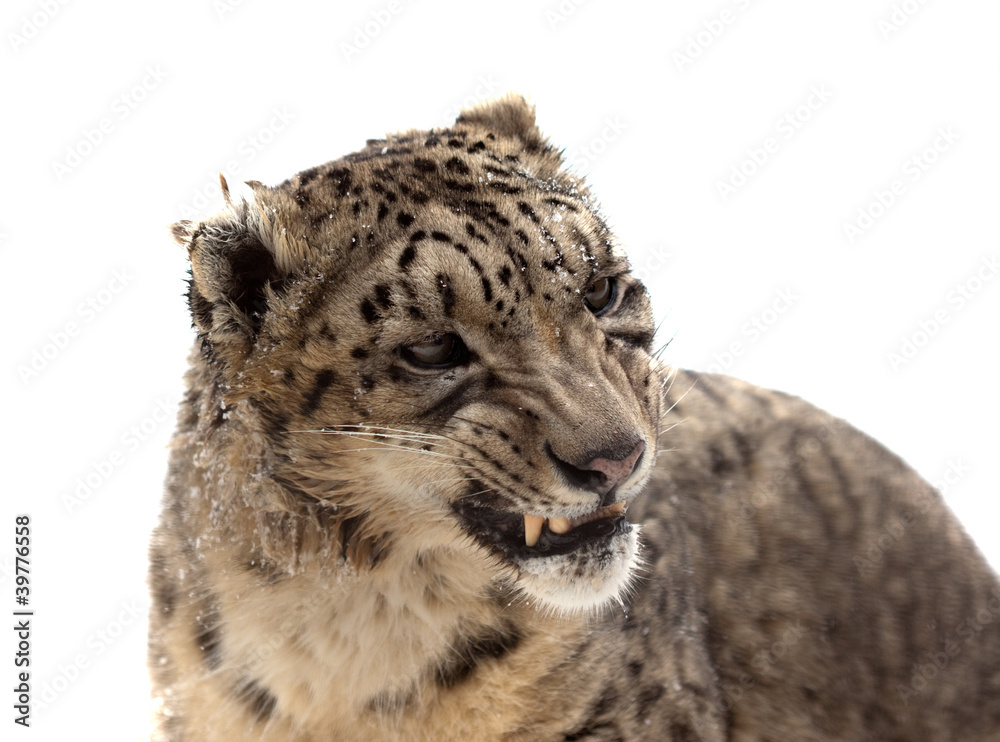 Obraz premium Head of Snow leopard. Isolated over white