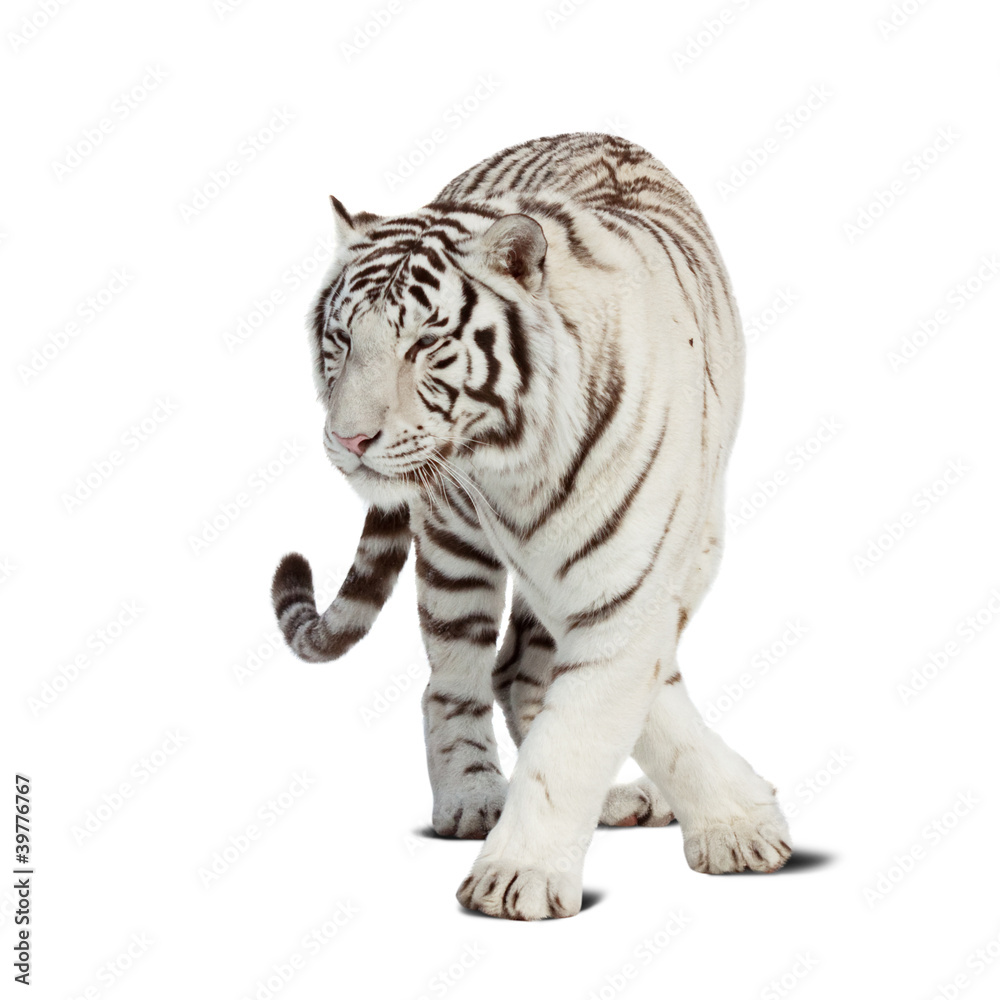 Obraz premium Chodzący tygrys. Pojedynczo na białym
