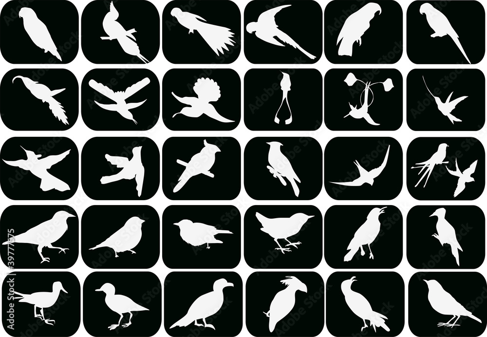 thirty small white birds
