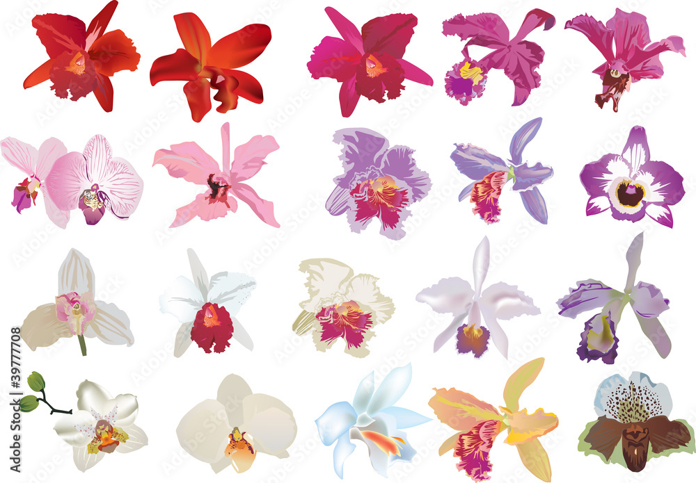 isolated twenty orchid flowers