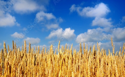 Wheat