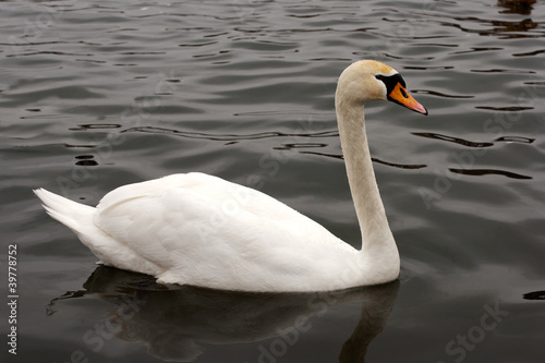 White swan swimming