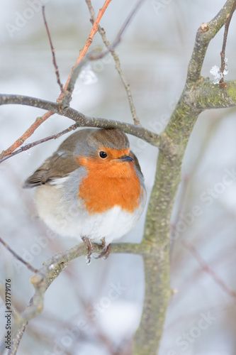 Canvas Print Robin redbreast perched on a branch
