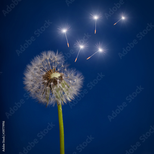 old dandelion and flying shining seeds