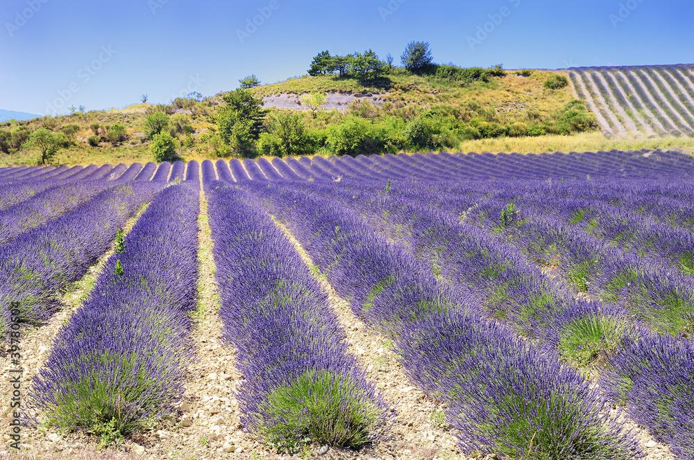Obraz premium Lavender in the landscape