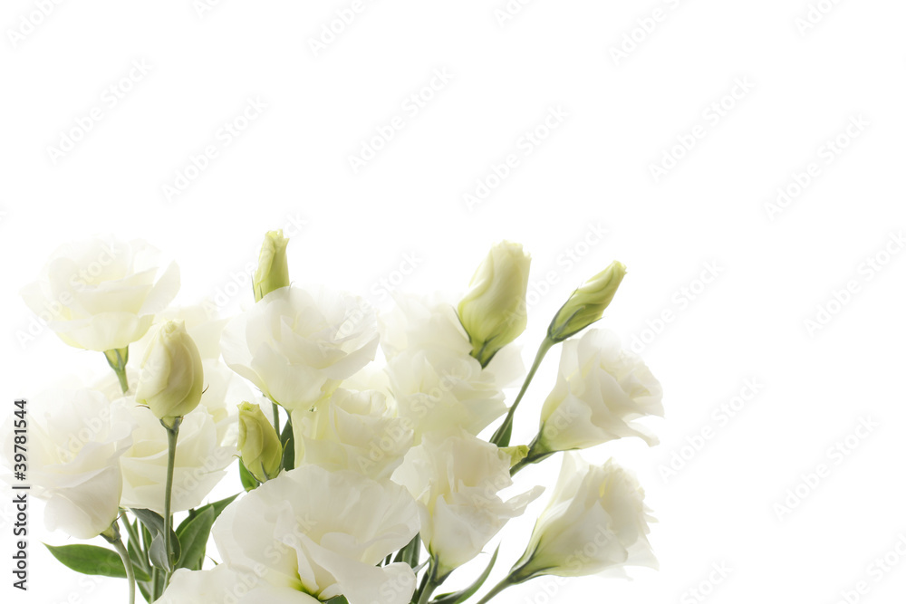 Fototapeta premium トルコキキョウ