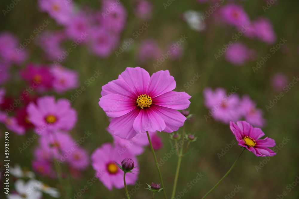 秋桜