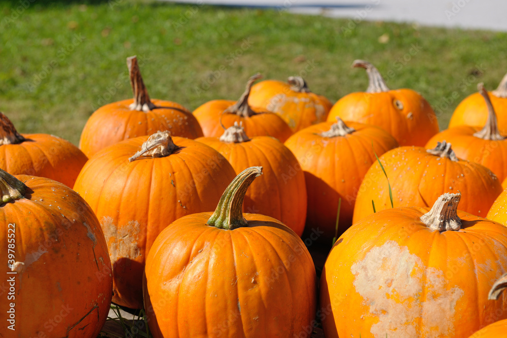 pumpkins background pumpkins background
