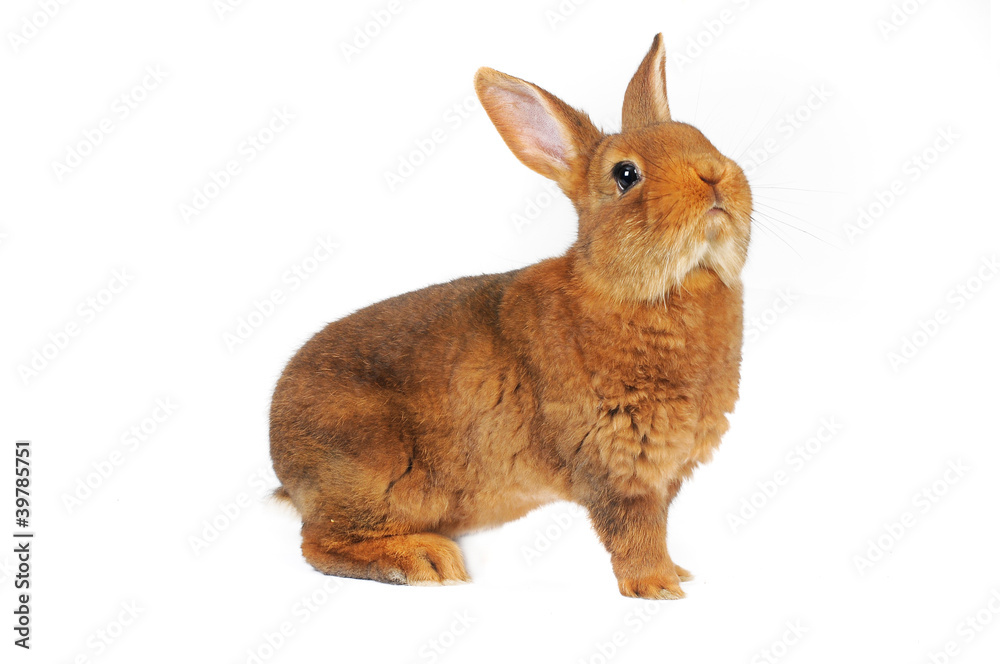 Fototapeta premium Brown Rabbit