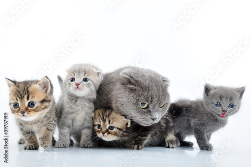 Fototapeta Naklejka Na Ścianę i Meble -  cats family portrait
