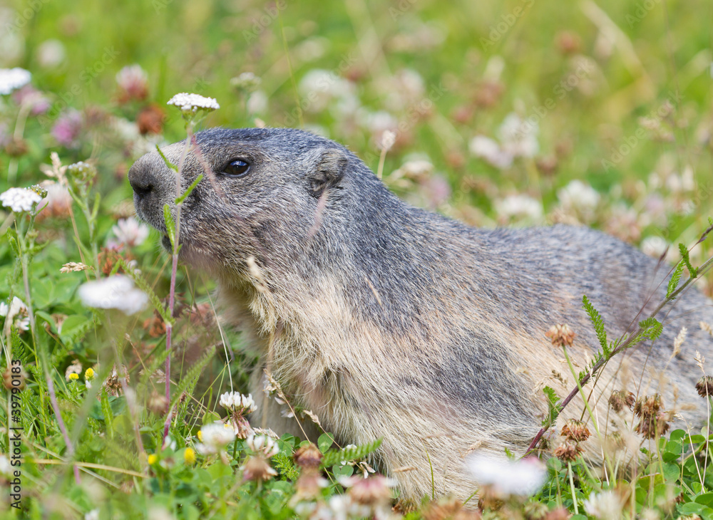 groundhog on alpine flower meadow groundhog on alpine flower meadow