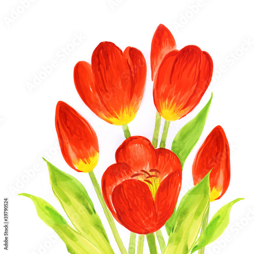 hand painted illustration  Tulips