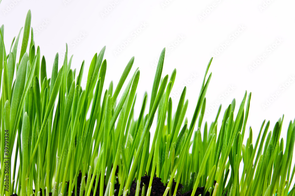 Germinated plants. Close-up Photos Germinated plants. Close-up Photos