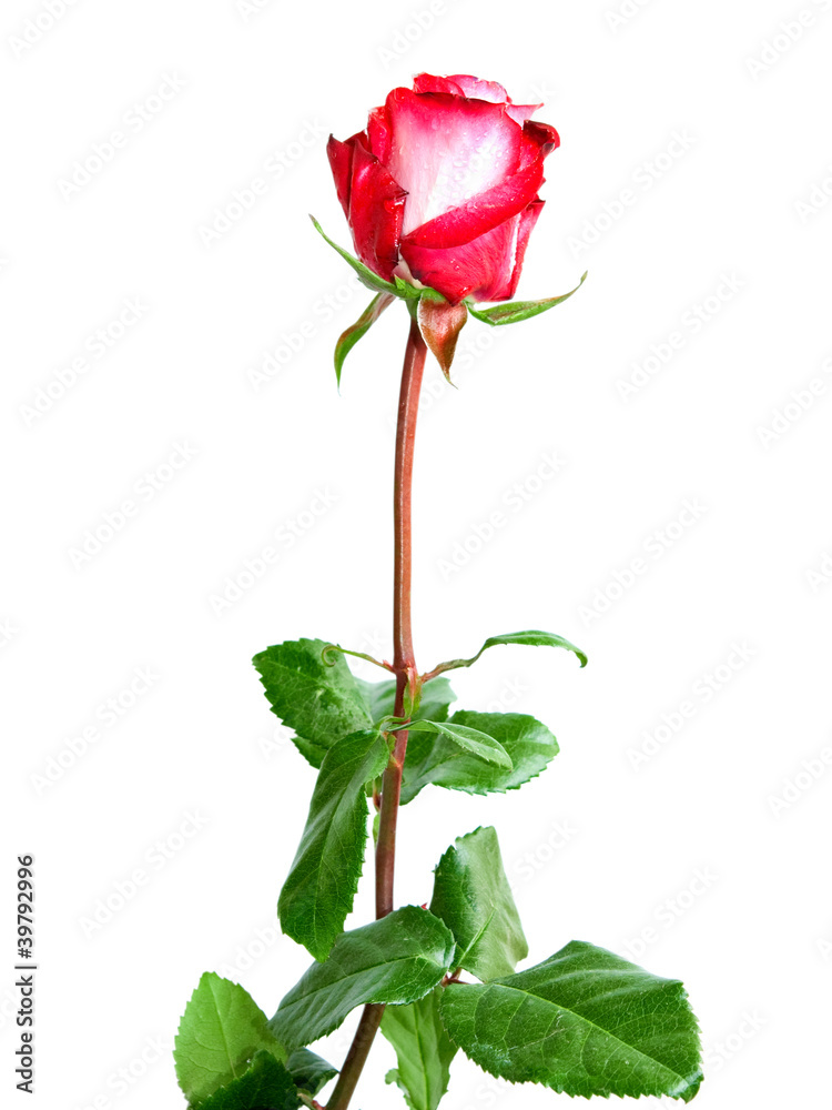 rose isolated on white background rose isolated on white background