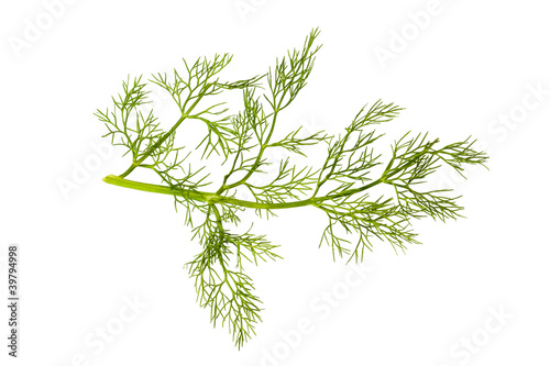 Branch of fennel
