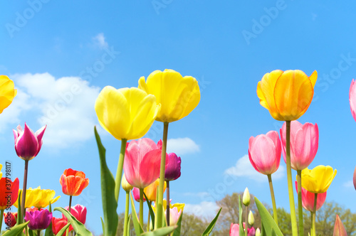 Endlich Fr  hling  Tulipa  Tulpen  Fr  hlingsbeginn  Schnittblumen