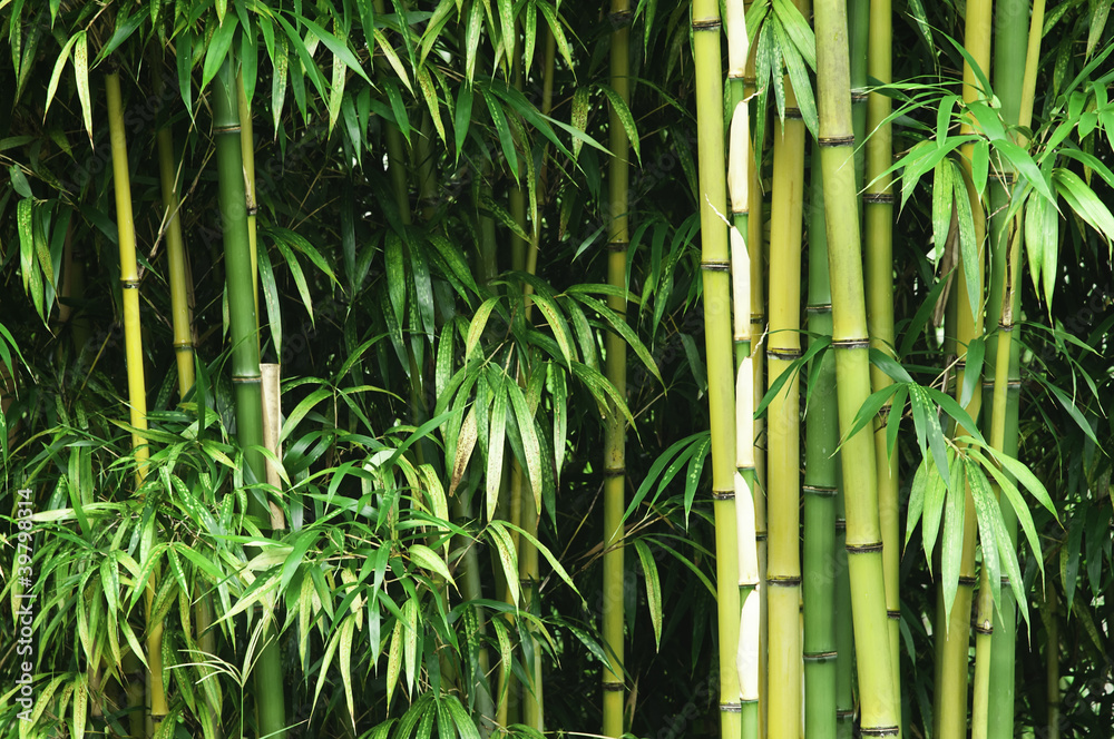 Green bamboo forest - obrazy, fototapety, plakaty 