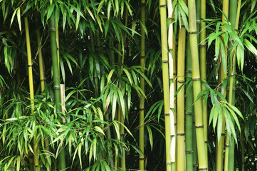 Gordijnen Azië Groen bamboebos in Japan  © axle