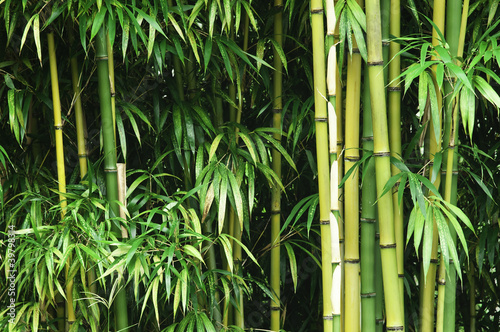 Canvas Print Green bamboo forest