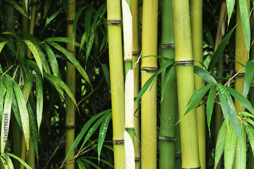 Fototapeta Naklejka Na Ścianę i Meble -  Bamboo close up