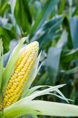 Corn field photo