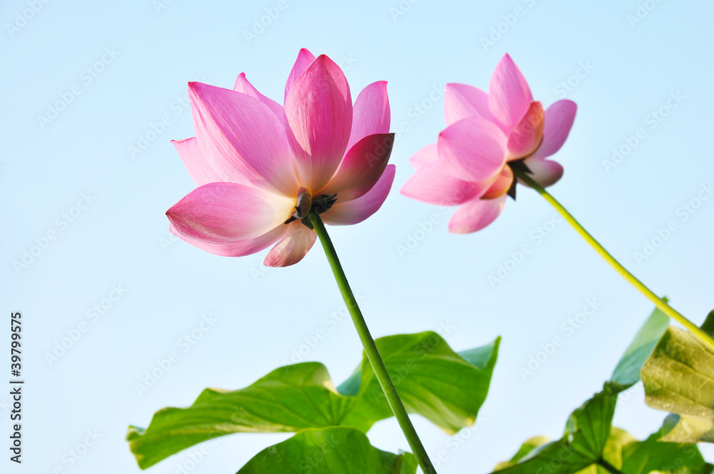 Beauty in nature Beauty in nature