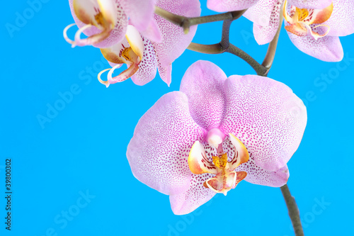 Purple Orchid On Blue