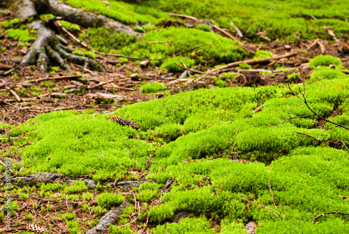 Green forest