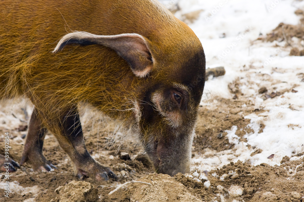 Red river hog (Potamochoerus porcus) in winter Red river hog (Potamochoerus porcus) in winter