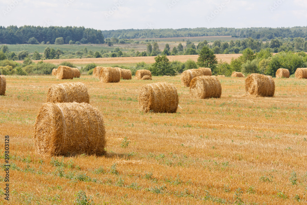 hay stacks in autumn field