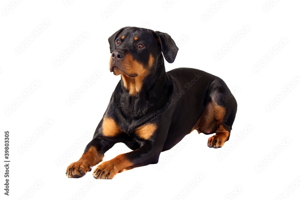 Hund Rottweiler liegend