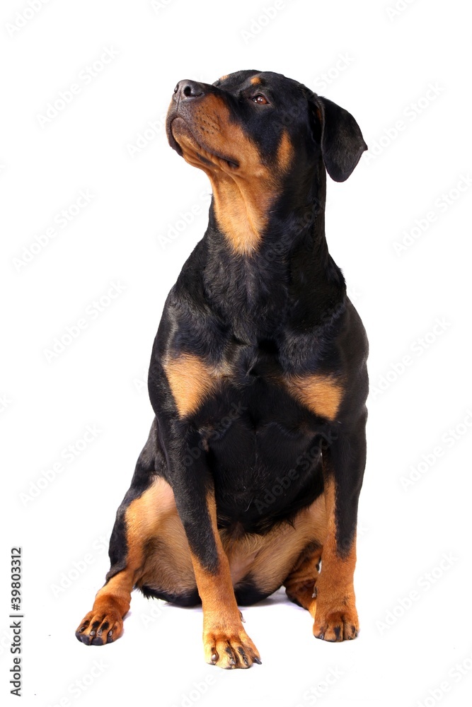 Hund Rottweiler sitzend Stock Photo | Adobe Stock
