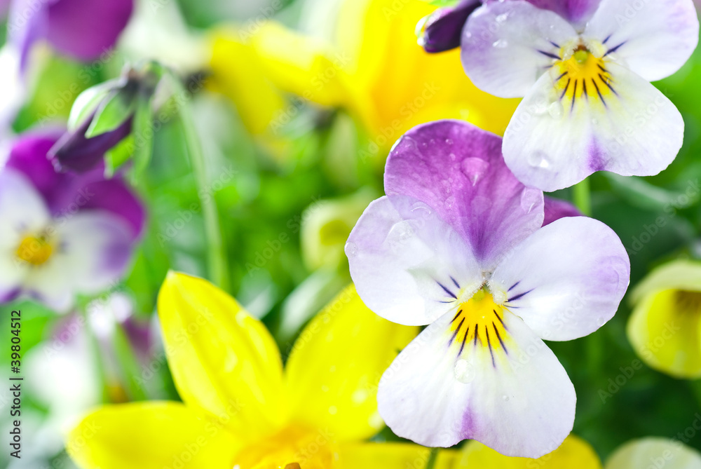 Spring Flowers Spring Flowers