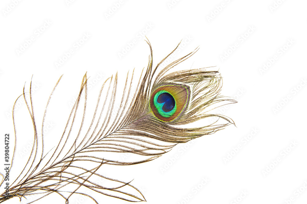 Fototapeta premium Peacock feather detail