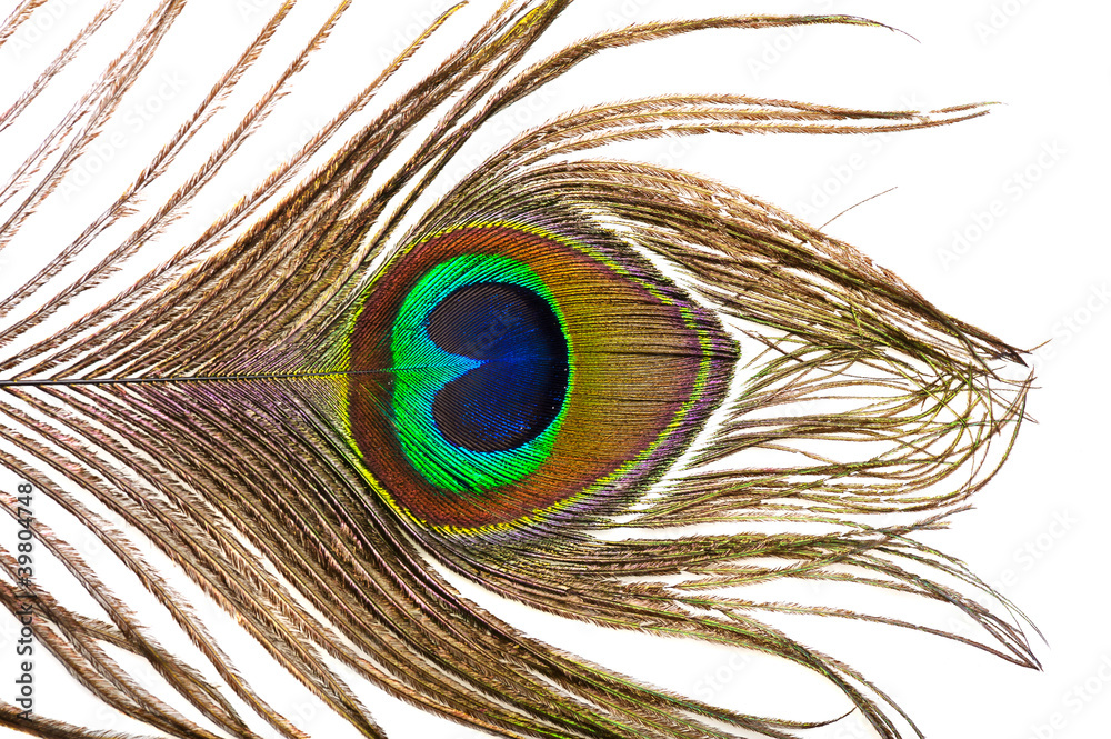 Obraz premium Peacock feather detail