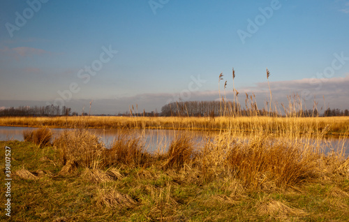 Golden reeds waving in the wind