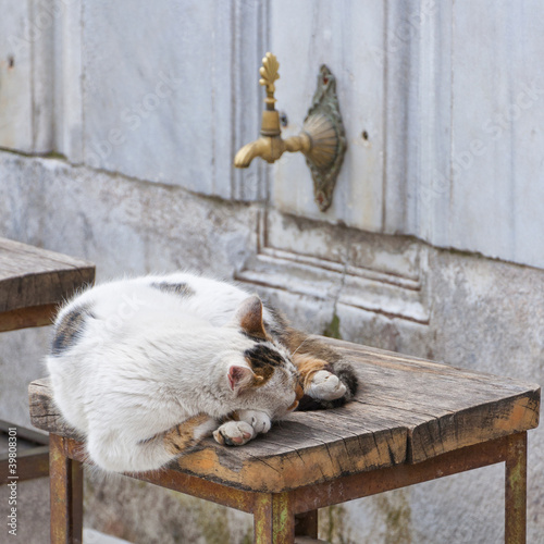 Photography Muslim Kitty