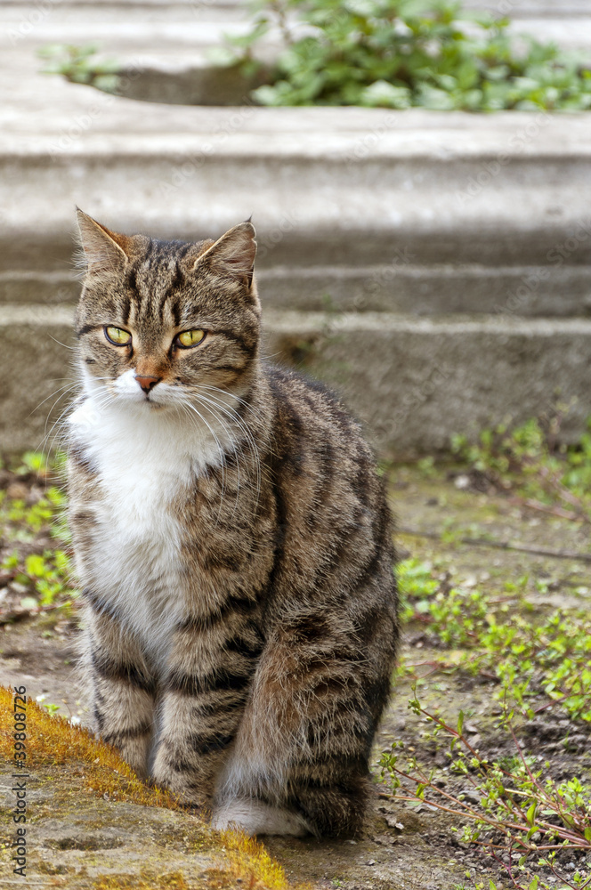 Stray cat in Istanbul Stray cat in Istanbul