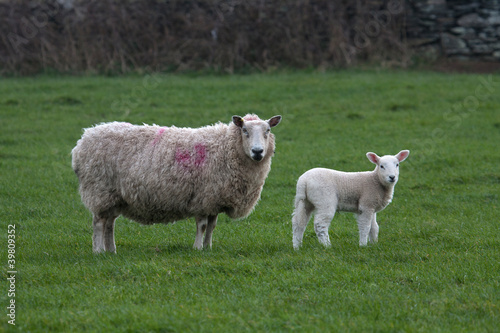 New born Lambs