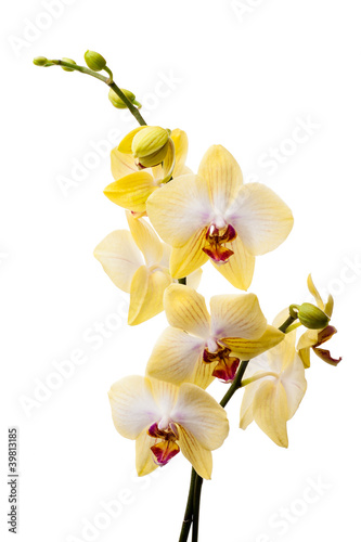 Fototapeta Naklejka Na Ścianę i Meble -  Yellow orchid