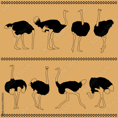 eight ostriches
