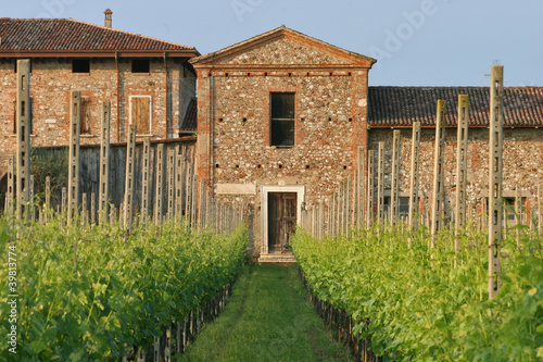 Chiesetta e vigneti photo