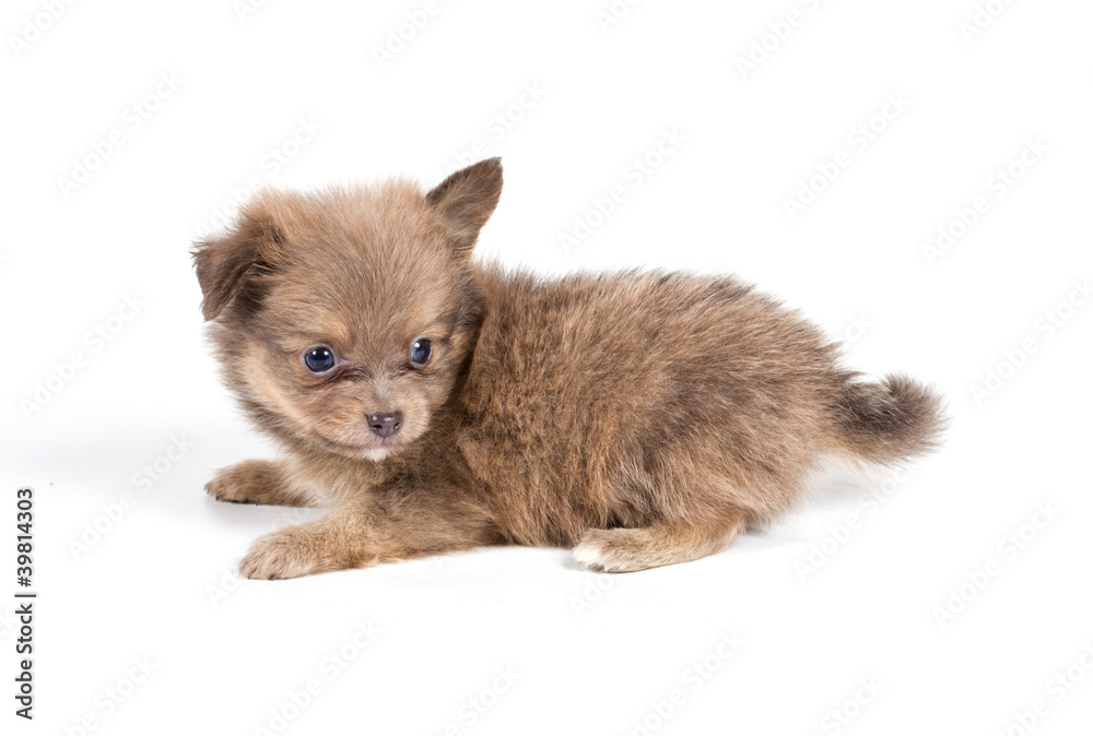 Pomeranian Spitz puppy on a white background Pomeranian Spitz puppy on a white background