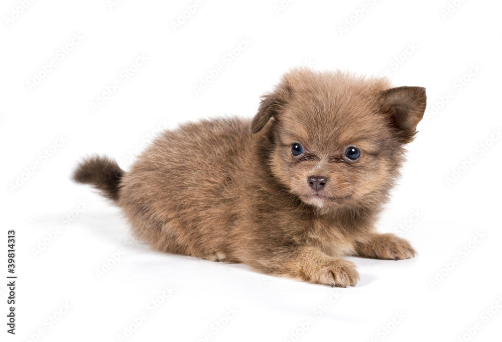 Pomeranian Spitz puppy on a white background Pomeranian Spitz puppy on a white background