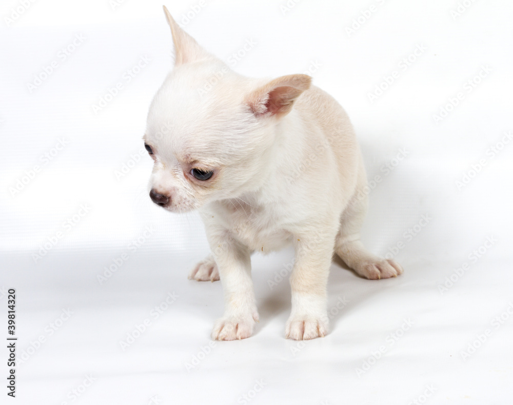 Chihuahua puppy in front of white background Chihuahua puppy in front of white background
