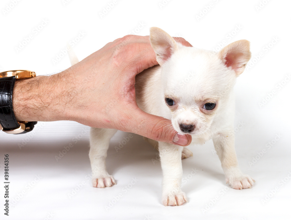 Chihuahua puppy in front of white background Chihuahua puppy in front of white background