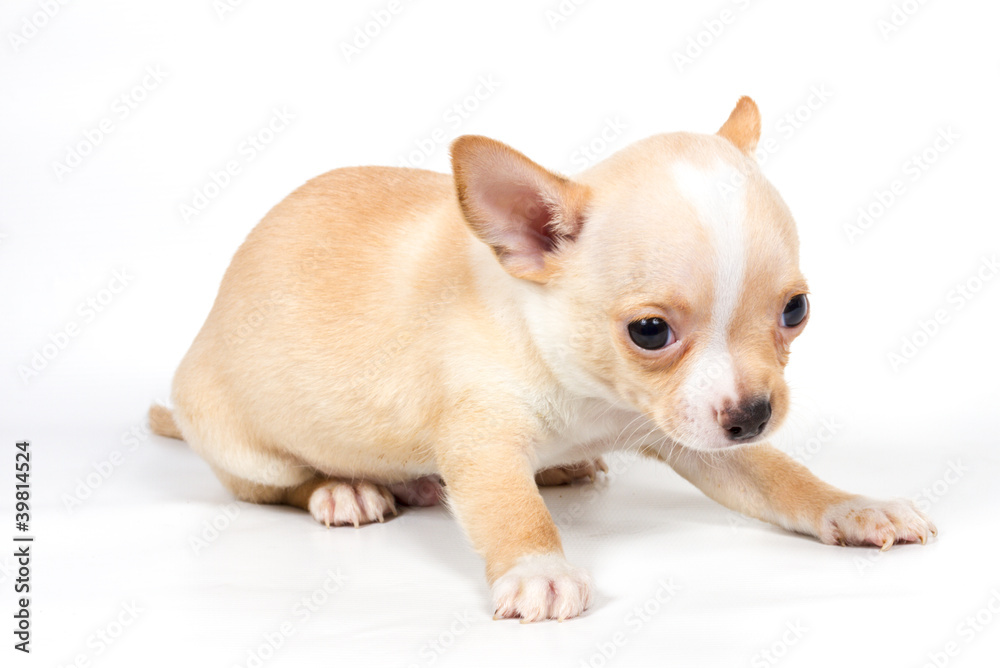 Chihuahua puppy in front of white background Chihuahua puppy in front of white background