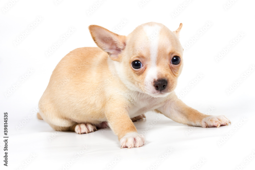 Chihuahua puppy in front of white background