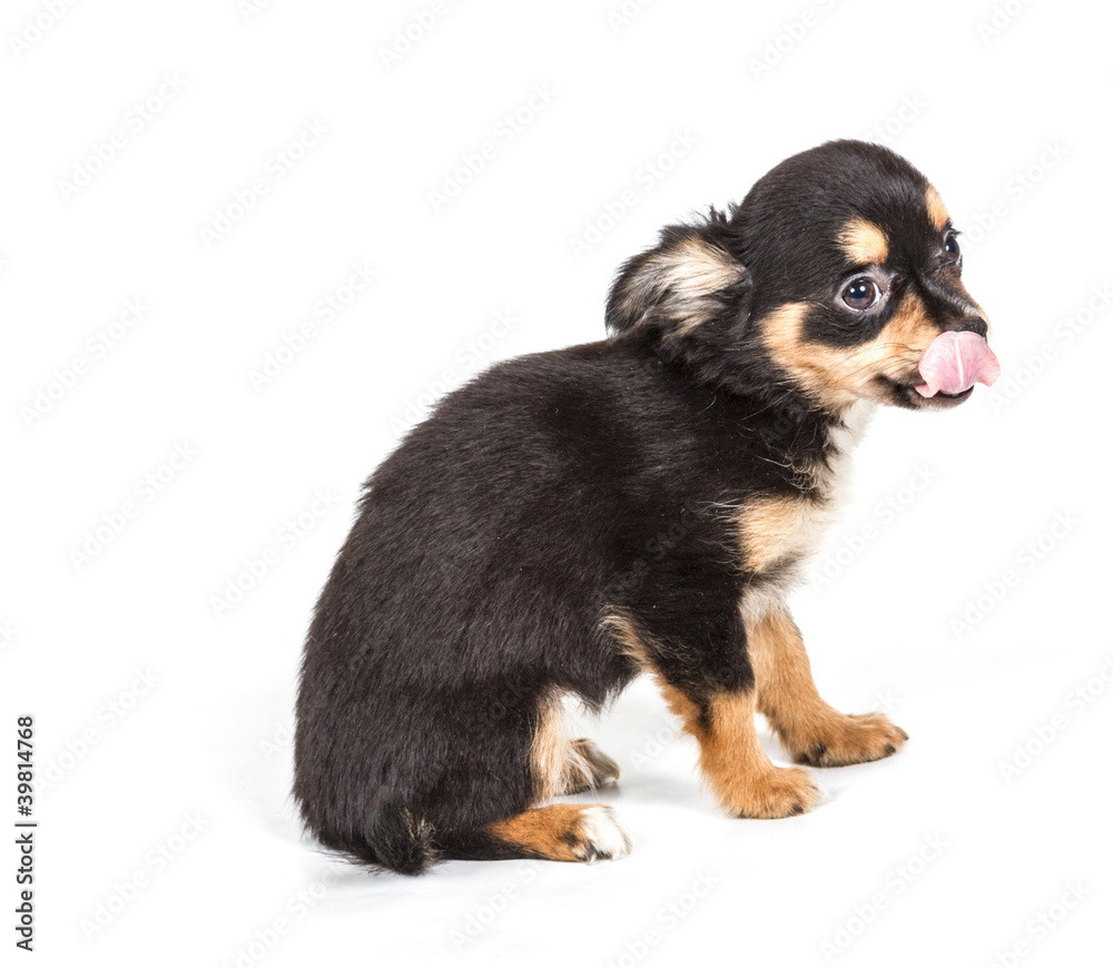 Chihuahua puppy in front of white background Chihuahua puppy in front of white background