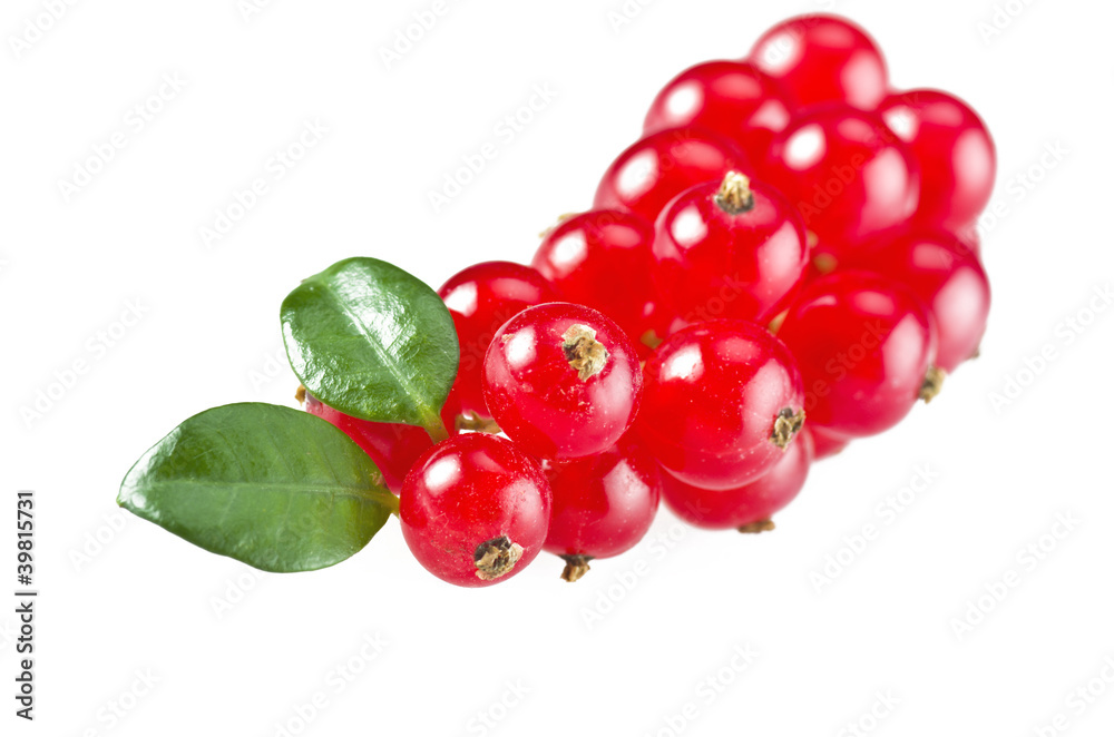 Red currant Red currant